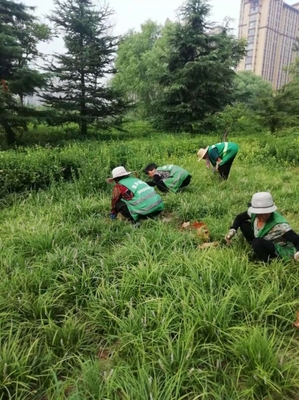 金乡县人民政府 部门动态 园林绿化服务中心:“四个加强”做好夏季园林养护管理工作